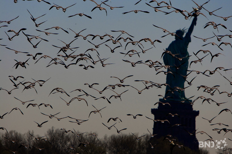 Des bernaches se joignent à la Statue de la Liberté. Photo: François Portmann