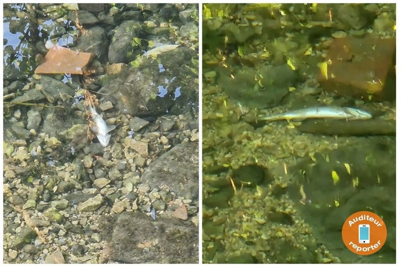 Au début du mois, plusieurs poissons morts ont été aperçus dans la Birse entre Tavannes et Reconvilier. (Photo : auditeur-reporter)