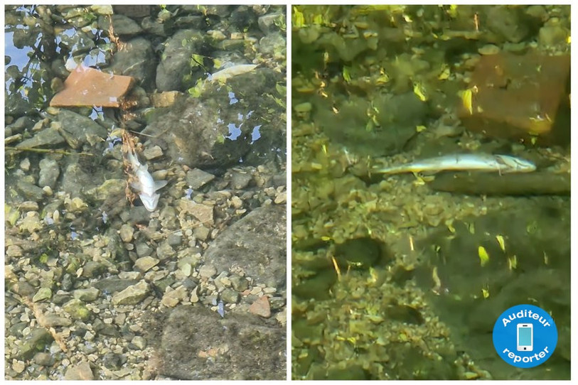 Au début du mois, plusieurs poissons morts ont été aperçus dans la Birse entre Tavannes et Reconvilier. (Photo : auditeur-reporter)