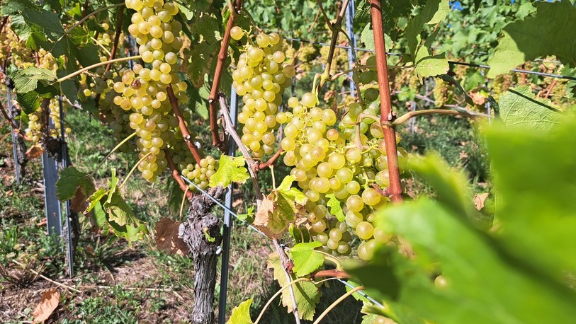Les noms des villages jurassiens pourront continuer d'apparaître sur les étiquettes des bouteilles de vin. (Photo : archives)