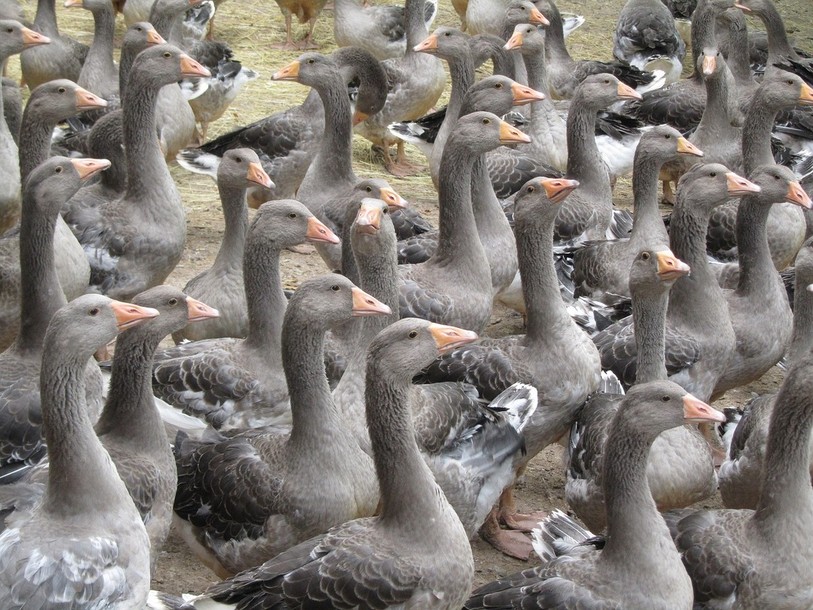 Élevage d'oies (photo : libre de droits)