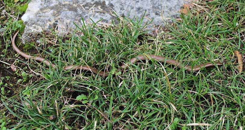 « L’orvet, un lézard sans pattes très discret ». ©MichelBlant_nosvoisinssauvages.ch_Orvet commun (Anguis fragilis)