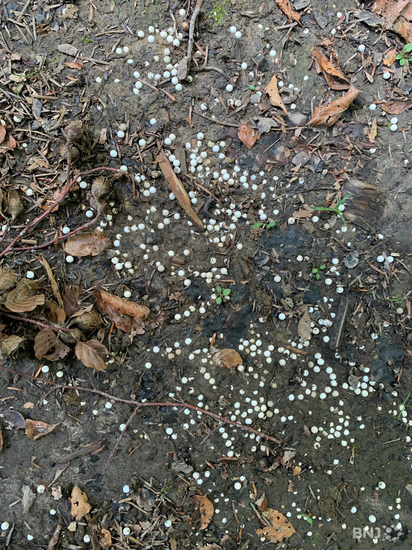 Les billes utilisées par le club d'airsoft des Montagnes neuchâteloises sont biodégradables. Elles se désagrègent en environ six mois.