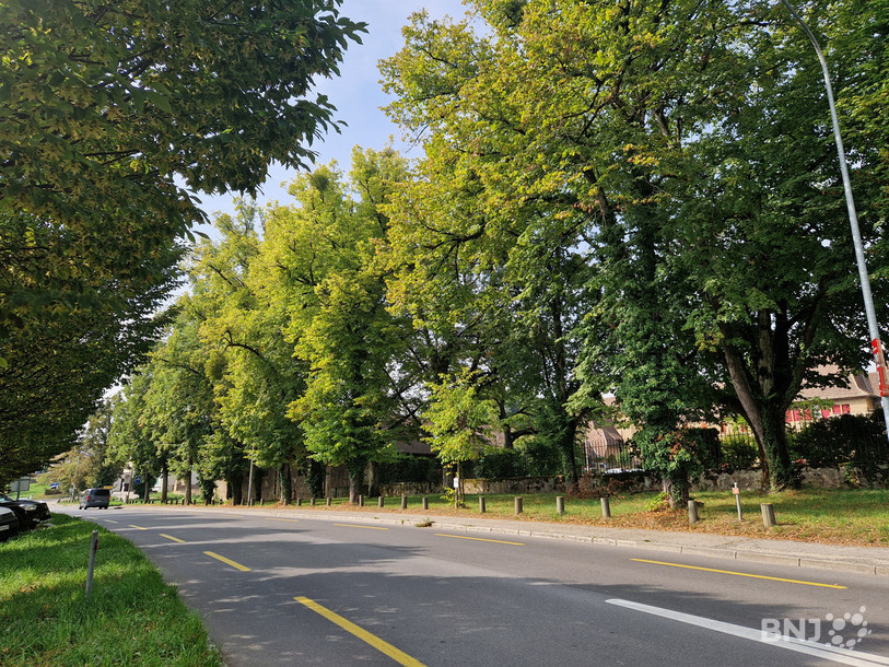 Les tilleuls de l'Allée transversale à Colombier seront coupés puis replantés en 2024. 