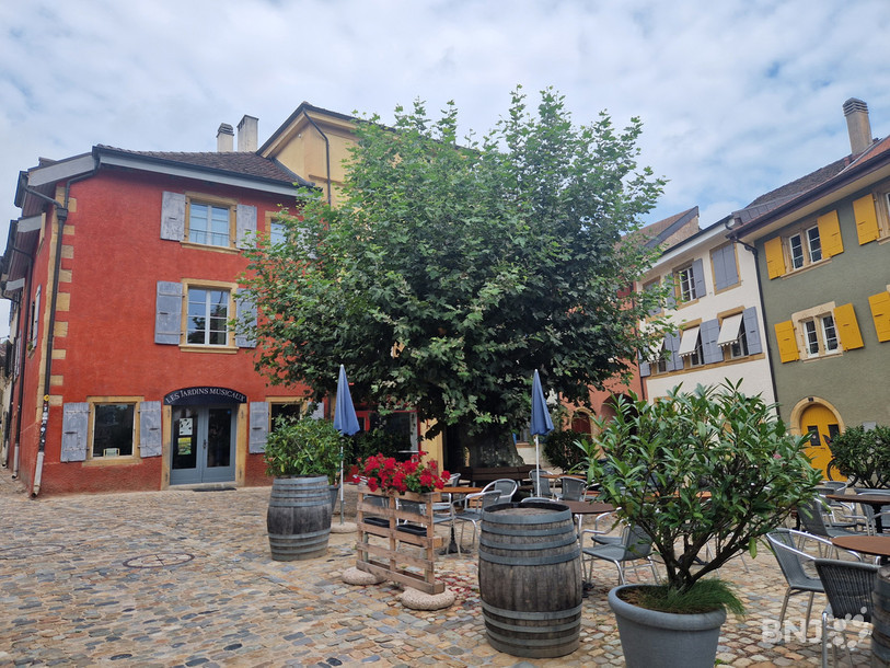Un des neuf platanes qui sera remplacé dans le village d'Auvernier.