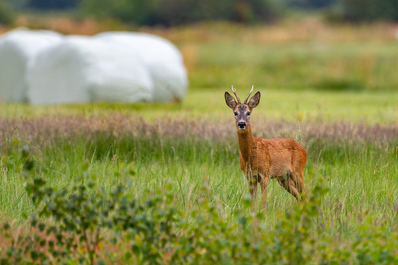 De nouvelles mesures sont mises en place afin de protéger les animaux sauvages aux abords des routes et du rail dans le canton. (Photo : illustration / libre de droits).