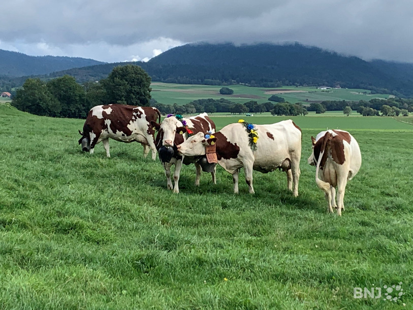 Les vaches apprêtées pour la désalpe de Lignières ne s'attendaient sans doute pas à défiler devant des touristes asiatiques. (Photo : archives)
