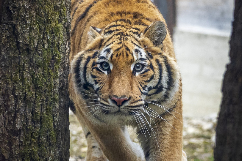 Le Sikypark accueille plus de 600 animaux. (Source : Sikypark)