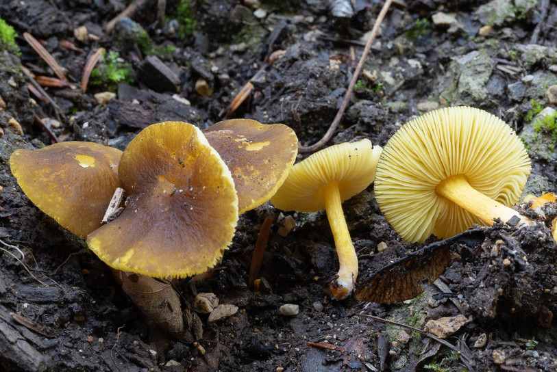 Plutée à pied jaune (Pluteus romellii). (Photo : François Freléchoux)