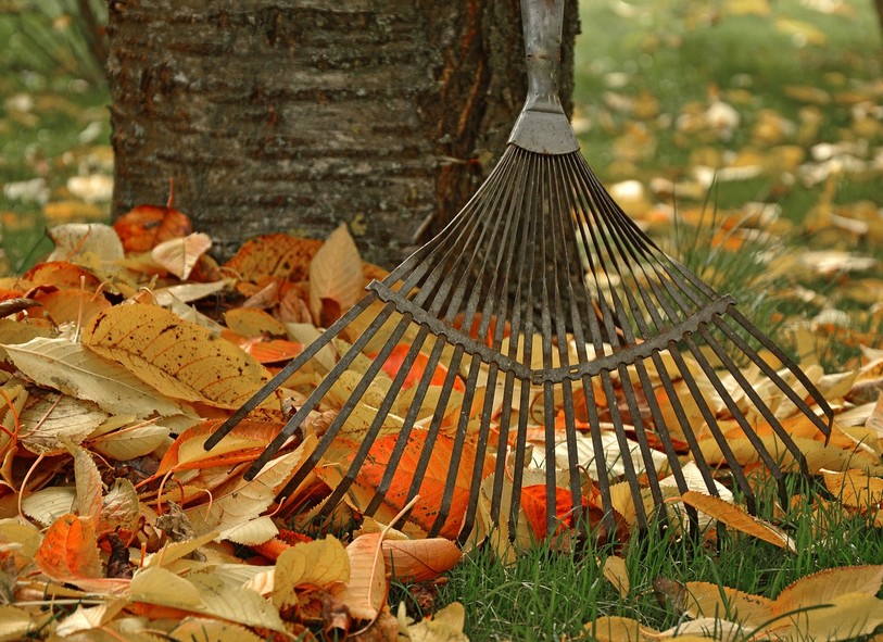 feuilles d'automne