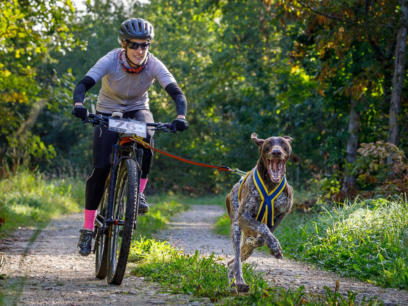 Le bikejöring, canicross à vélo, est de plus en plus populaire (photo : Fédération sportive cynologique suisse).