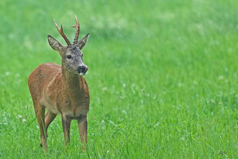 Les chasseurs jurassiens peuvent dès ce lundi tirer des chevreuils. (Photo: RCJU/ P. Boillat)