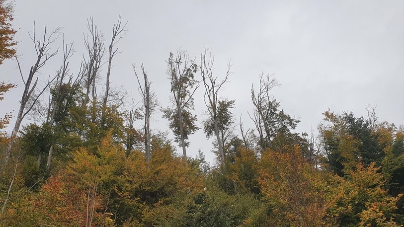Les dégâts sur les hêtres dans les forêts jurassiennes. (Photo : Office de l'environnement du canton du Jura)
