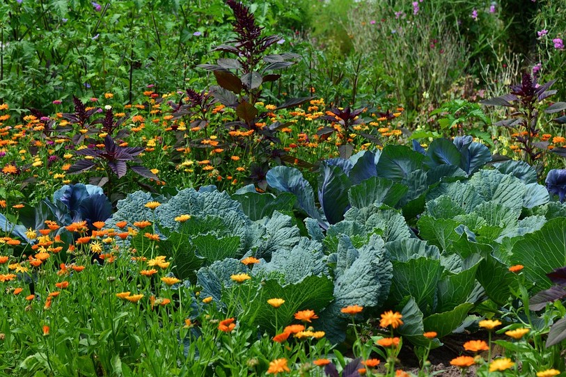 jardin potager
