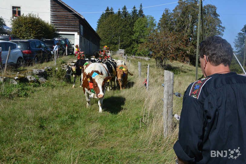 Les vaches décorées par les propriétaires ont quitté leur étable sous l'oeil vigilant de leur berger, direction Le Boéchet.
