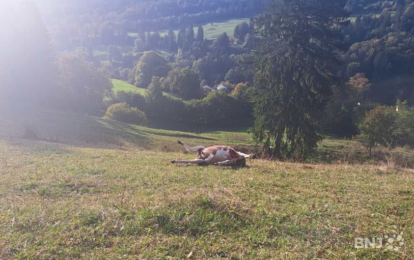 A Perrefitte, des chèvres ont succombé aux attaques. (Photo : CAJB).