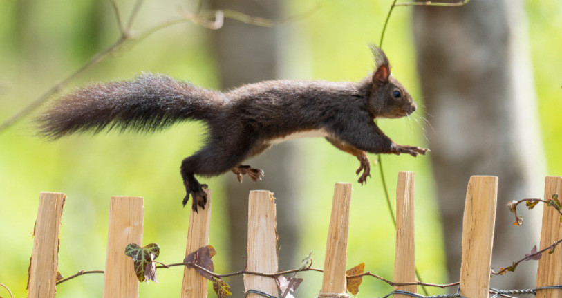 L’écureuil roux est un grimpeur extrêmement agile, comme ici en équilibre sur cette barrière de jardin. © Sandra Schweizer / wildenachbarn.ch