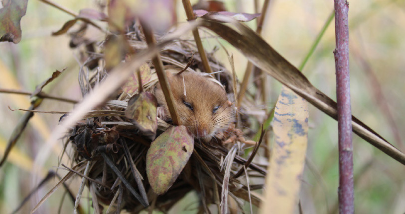 La guerre de la noisette est déclarée entre ces écureuils