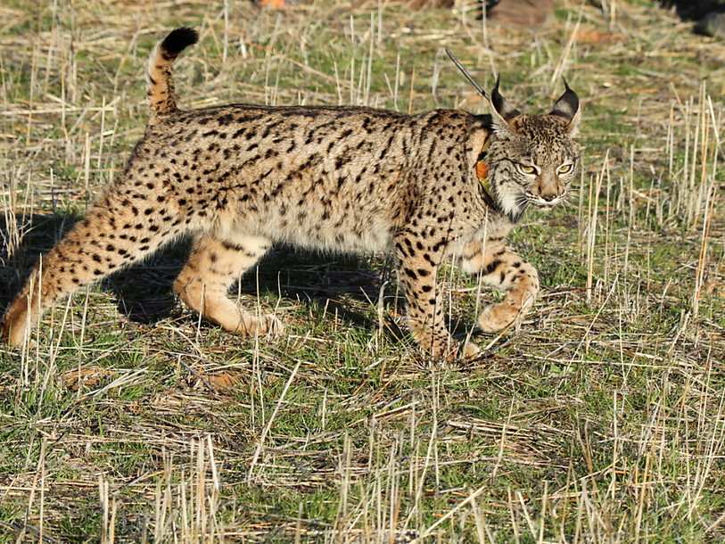 La femelle lynx Sofia, capturée dans le Jura, tuée par braconnage en Autriche. (Photo : KEYSTONE / EPA EFE / BELDAD