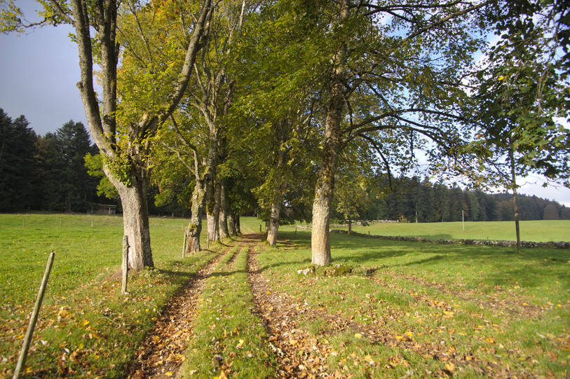 A mi-chemin entre l'été et l'automne : le feuillage des arbres résiste encore plutôt bien à la chute avec ces températures élevées. (Photo : Parc Chasseral).