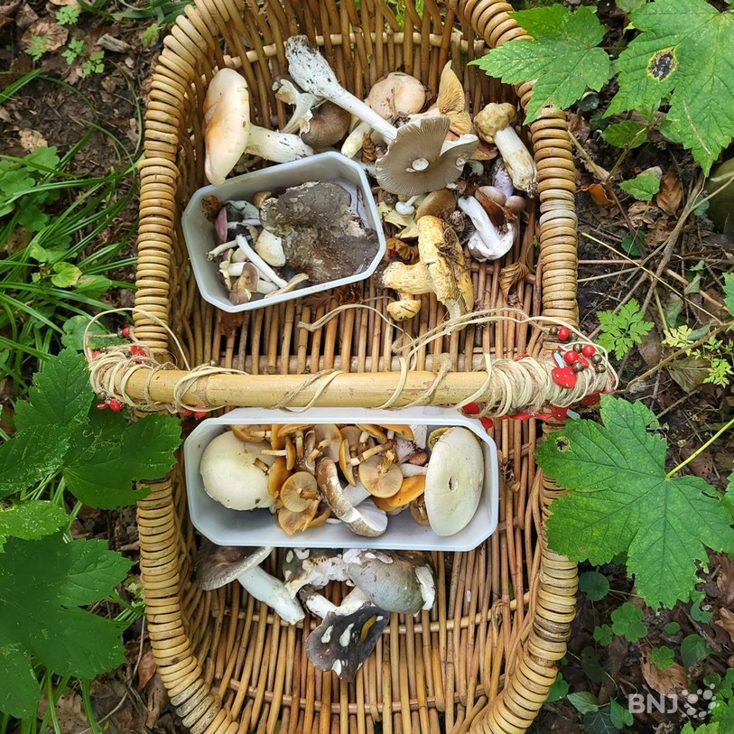 Champignons