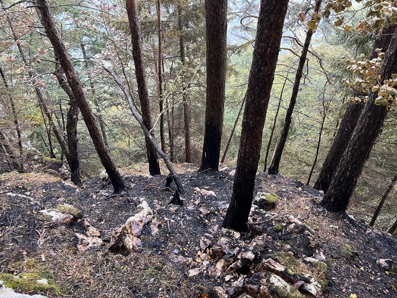 Environ 200m2 de forêt ont été touchés.