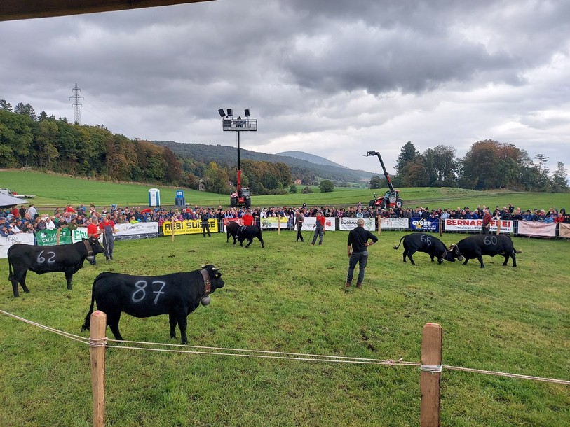 Les génissons, jeunes bêtes d'un an et demi, sont lâchés dans le ring et choisissent leur adversaire.
