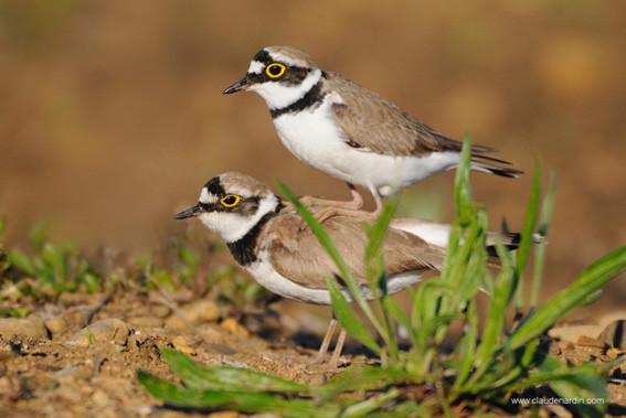 Un couple de Petits Gravelots immortalisés par Claude Nardin. (Photo : Claude Nardin)