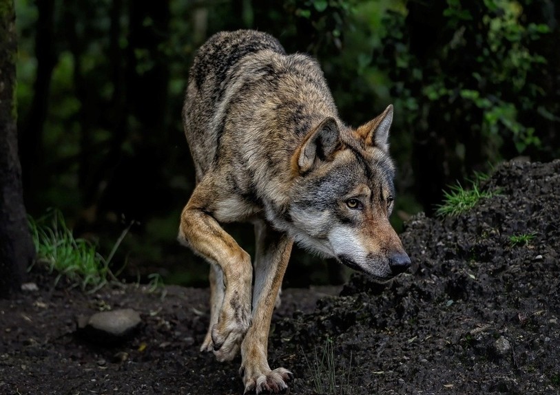 Le loup se fait discret depuis le 3 novembre dans le canton de Neuchâtel. (Photo d'illustration libre de droits)