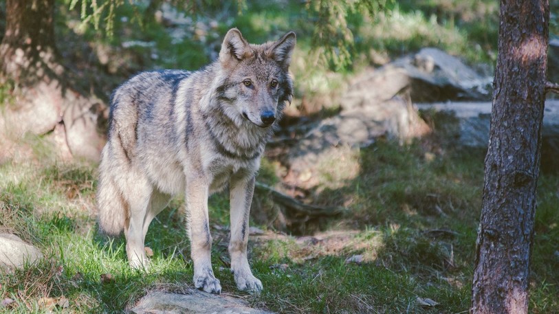 Dans la Vallée de La Brévine, les loups devront se tenir à carreau. (Photo libre de droits).