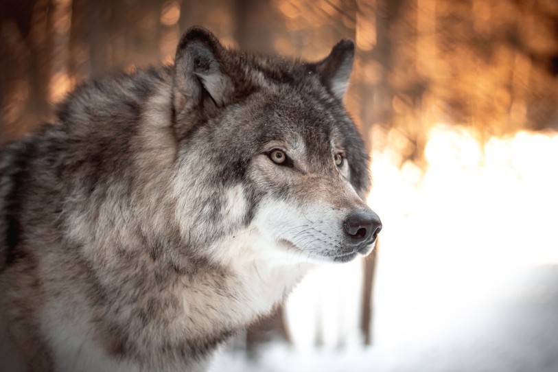 Le loup provoque plusieurs attaques cet automne dans la région. (Photo libre de droits).