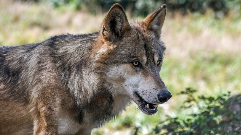 Le Canton indique que le tir du loup peut être effectué dans certaines communes. (Photo libre de droits).