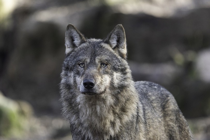 Une motion demande un cadre clair qui définit une vision globale et d’avenir pour l’élevage en présence du loup dans le Jura. (Photo libre de droits).
