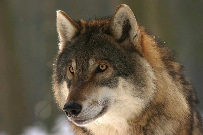 Un loup de la meute de La Brévine a été abattu et une autorisation pour tirer le mâle reproducteur de Jougne-Suchet a été délivrée. (Photo: libre de droits)