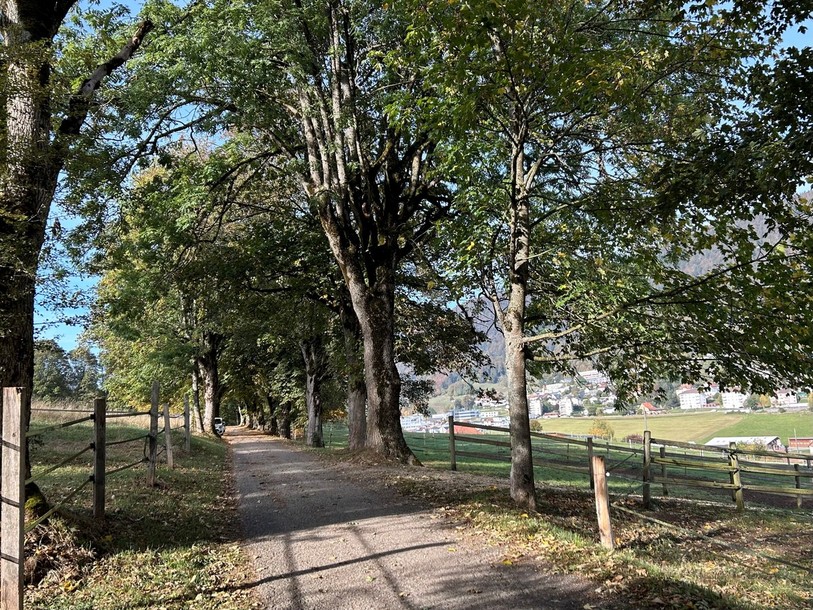 Au lieu-dit Les Planches, plusieurs arbres de cette allée devront être abattus et remplacés.