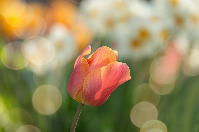 Tulipe