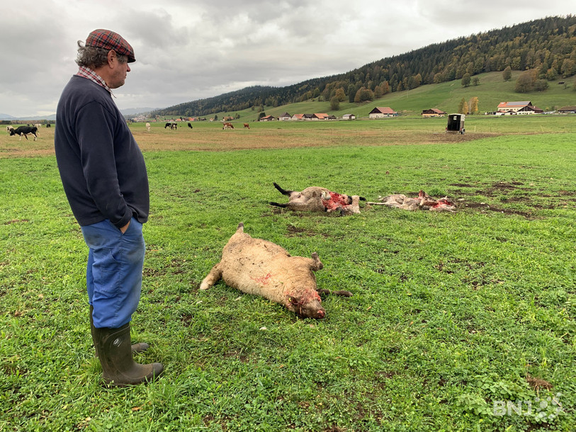 Jean-Claude Benoit dépité devant les cadavres de ses moutons.
