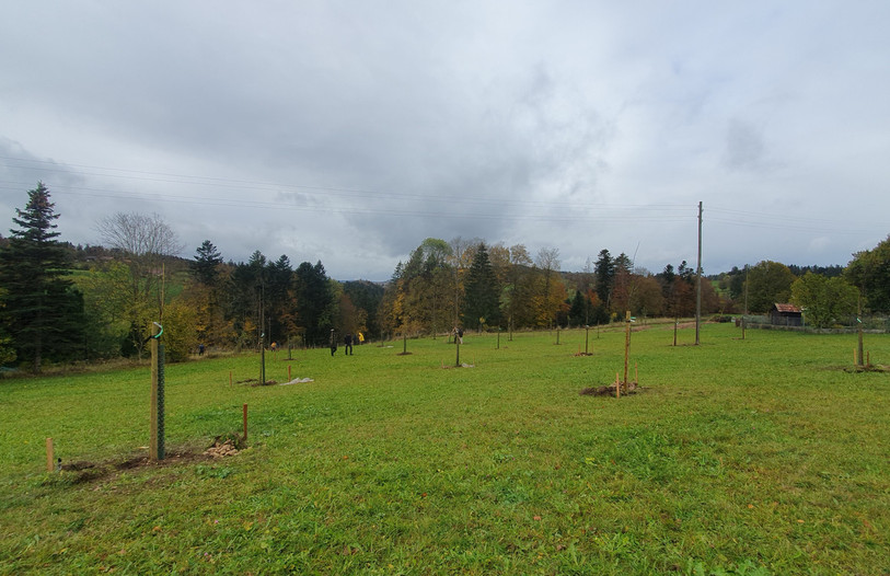 Les 60 arbres fruitiers ont été plantés samedi à la Joux-Perret par une trentaine de bénévoles. (Photo : Quentin Kohler)