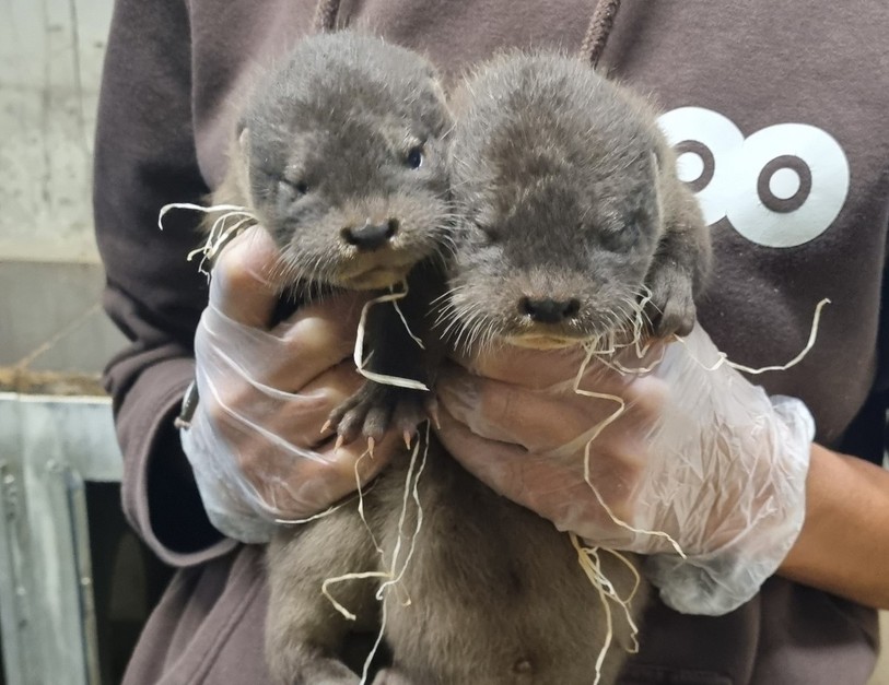 Les deux loutrons âgés d’environ trois mois. (Photo : MUZOO)