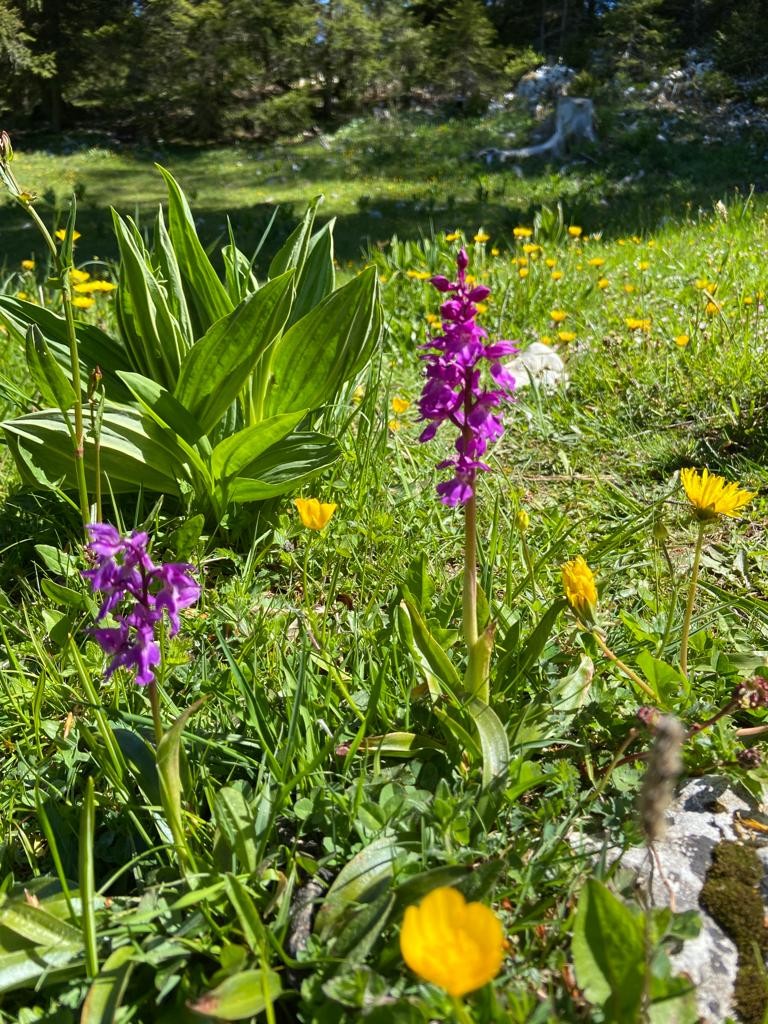 Orchidée sauvage