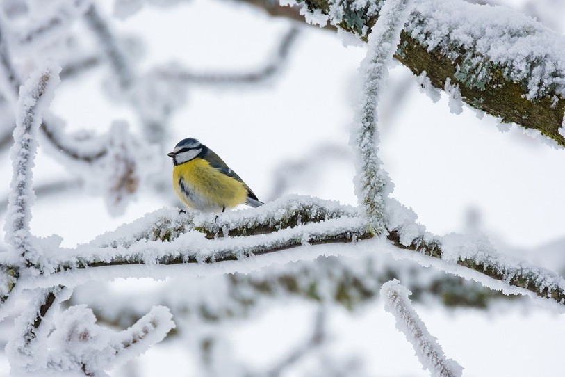 La Station ornithologique suisse relève quelques règles à suivre pour réussir le nourrissage des oiseaux. (Photo: libre de droits)