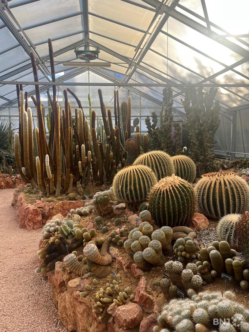 Plantes succulentes