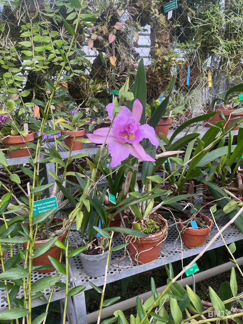 Orchidée
