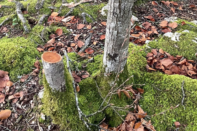 La majorité des coupes a été faite à une hauteur de 30 cm ce qui peut constituer un obstacle pour les vététistes et les promeneurs. (Photo : Réserve du Theusseret).
