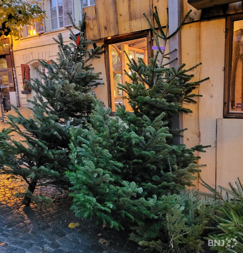 Les sapins d'Olivier Ribeaud