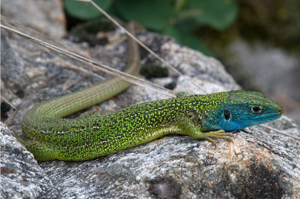 Le lézard vert (Lacerta bilineata) peut revenir dans votre jardin. Photo : Andreas Meyer, Info Fauna