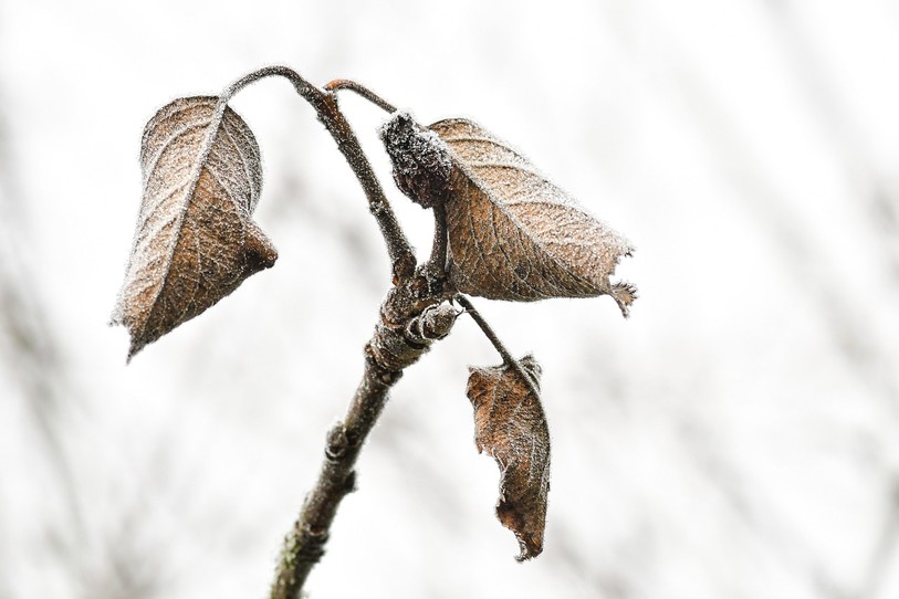 arbre en hiver