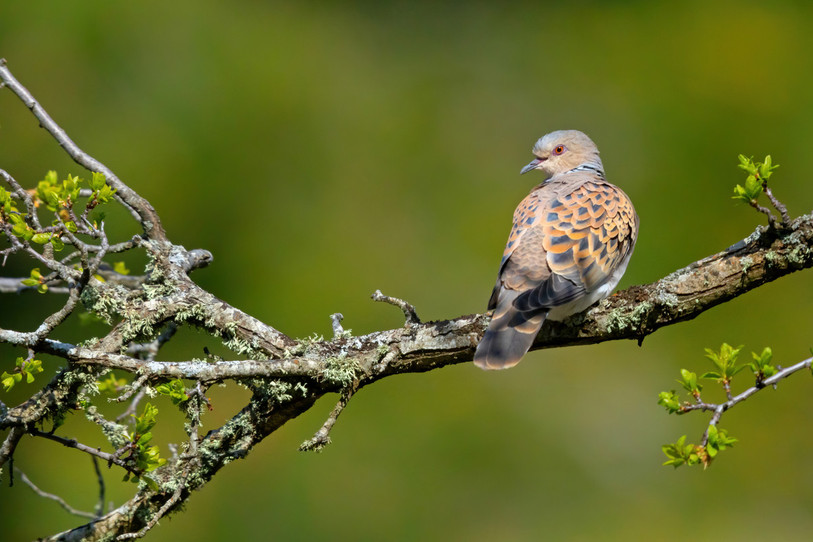 La tourterelle des bois, menacée à l'échelle mondiale, est encore présente en Suisse en tant qu'oiseau nicheur, mais ses effectifs sont gravement menacés. (Photo : Mathias Schäf)