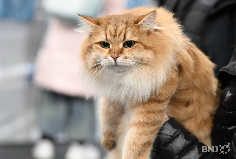 Un vaccin pour les chats est en rupture de stock. (Photo : Georges Henz).