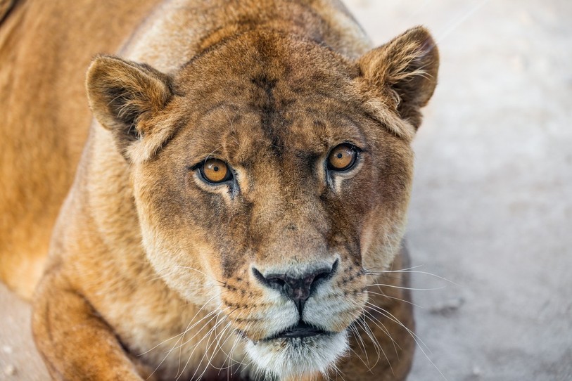 La lionne Sabu est morte à l'âge de 23 ans au Sikypark de Crémines. (Photo: Sikypark)